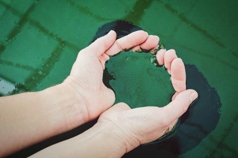 recolte-spiruline-phycocyanine-sante-chevaux-cyanequin