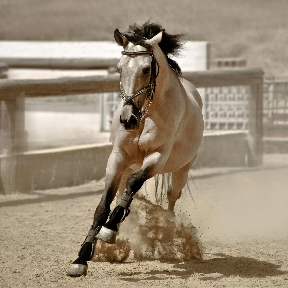 sante-cellulaire-chevaux