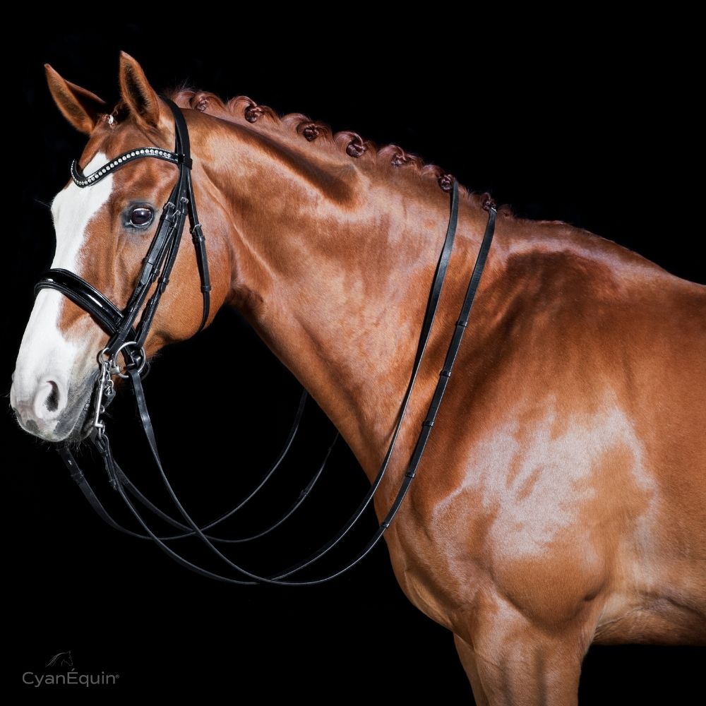 sante-cellulaire-chevaux-phycocyanine-cyanequin